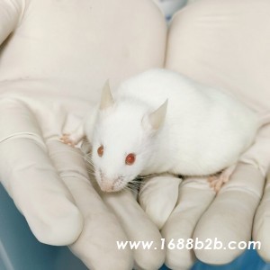 大鼠眼眶取血的标准实验流程